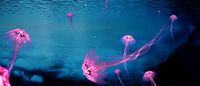 Jellyfish