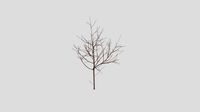 Seven-Sons Tree - Winter - 20 years old