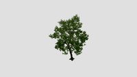 Tilia 21 AM255 Archmodel