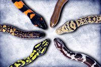 Animated Pythons Volume 4