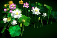 Flower Nelumbo Nucifera