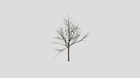 Pocket Handkerchief Tree - Winter - 10 years old