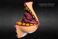 Anatomy breast dissection