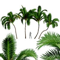New Plant High detail Areca Catechu Medium