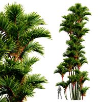 New Plant High detail Cyrtostachys Renda
