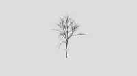 Velvet Ash - Winter - 10 years old