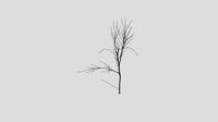 Velvet Ash - Winter - 5 years old