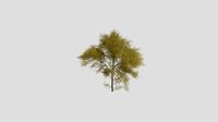 Modesto Ash - Fall - 10 years old