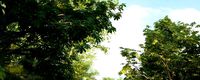 Rainforest