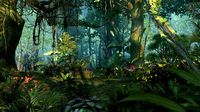 Rainforest