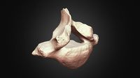Woolly Rhino 21th Dorsal Vertebra