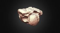 Woolly Rhino 7th Dorsal Vertebra