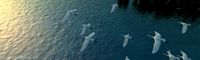 Egrets