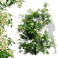 Sambucus Nigra Tall (335014)