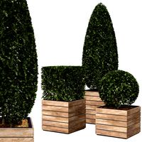 Shape bush plant (334935)