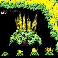 Ligularia przewalskii flower (334888)