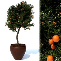 Orange Tree N1 (334800)