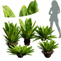 Neottopteris Nidus Bush Decorative (334770)