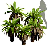 Neottopteris Nidus 4 Bush (334768)