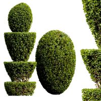 Ficus Concinna Bonsai Pruned04 (334696)