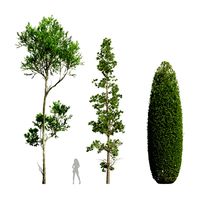 Sphaeropteris Lepifera and Fagus Grandifolia and Concinna Bonsai Pruned (334661)