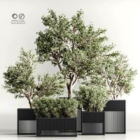 Indoor Plant Set 78 (334653)
