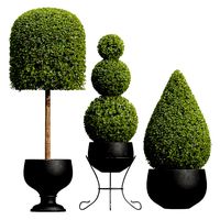Ficus Concinna Bonsai Pruned pot 08 (334514)