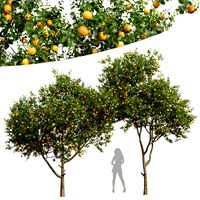 Citrus Sinensis Orange Arancio 2 Tree (334513)