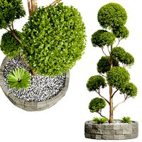 Ficus Concinna Bonsai Pruned Tree (334397)