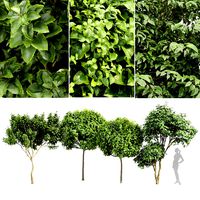 Japanese Cherry Leaf and Joy Perfume Orange Michelia and Catalpa Bignonioides- 4 trees (334345)