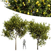 Citrus Meyer Lemon Orange Fruit tree (334277)
