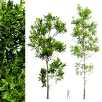 Trees (Fagus Grandifolia and Populus Tremuloides) (334243)