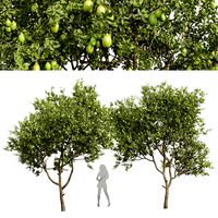 Lemon Fruit Tree Citrus Meyer (334198)