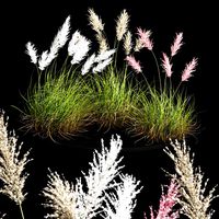 Cortaderia dioecious Selloana Grass (334195)