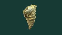 Lophophyllum radicosum