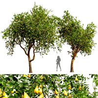 Pear Pyrus Communis Red Fruit Tree (333556)