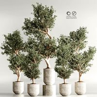 Indoor Plant Set 56 (333459)