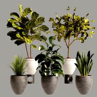Pot Pack 16 Plants (333424)