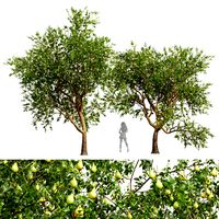 Pear Pyrus Communis Green Fruit tree (333290)