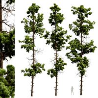 Pinus Palustris 02 Tree (333122)