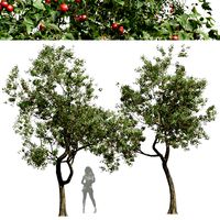 Crataegus Pinnatifida Hawthorn Fruit Tree (333113)