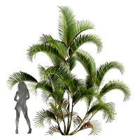 Chrysalidocarpus Lutescens (333030)