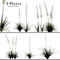 Set of Eremurus Himalaicus Plant (Foxtail Lily) (5 Plants) (333011)