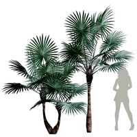 Bismarckia Nobilis Palm Decorative Tree (333008)