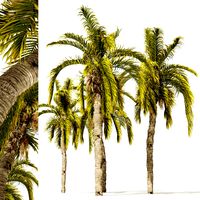 5 Queen Palm Trees (332910)