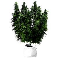 Flower pack 253 weed (332415)