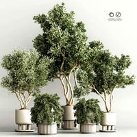 Indoor Plant Set 48 (331847)
