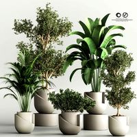 Indoor Plant Set 47 (331845)