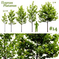 Platanus 14 (331613)