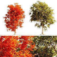 Summer and Autumn Japanese Maple Trees (331345)